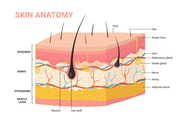 Анатомия ткани человека - краткое содержание: как быстро выучить