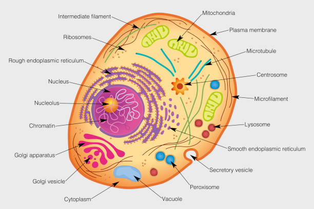 Выпячивания цитоплазмы способствующие передвижению одноклеточных организмов